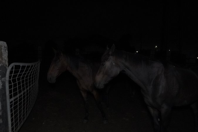 Horse in holding pen