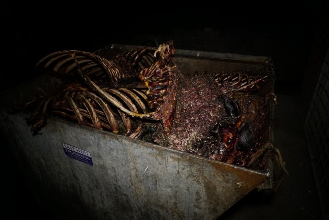 Bin full of bones, body parts and maggots