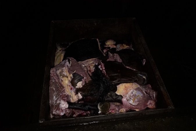 Bin full of body parts and a horse head