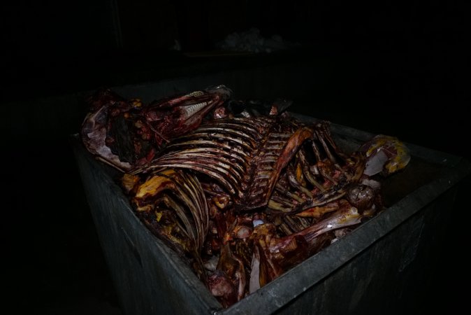 Bin full of bones