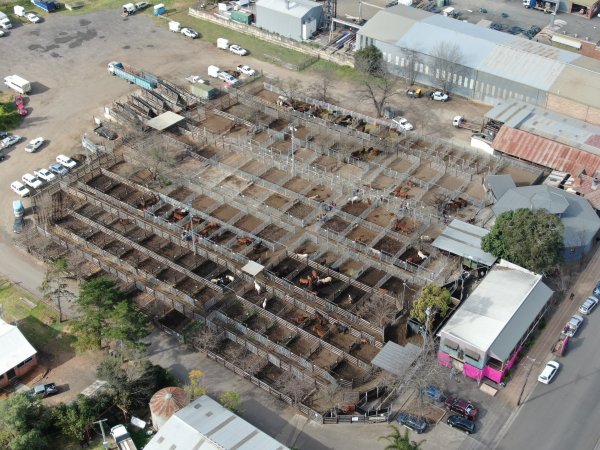 Drone flyover of horse sales