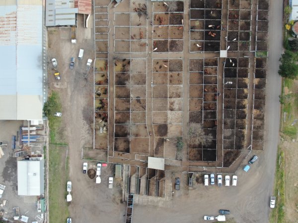 Drone flyover of horse sales