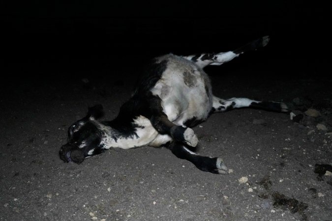 Dead cow