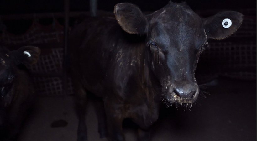 Blind calf