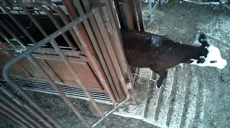 Calf stuck in crush