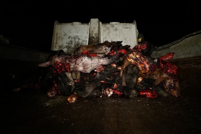 Flatbed truck with pile of horse and cow heads