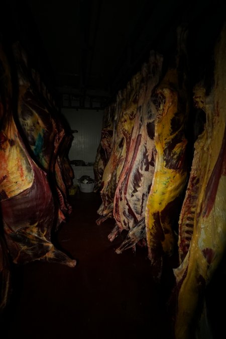 Hanging carcasses in chiller