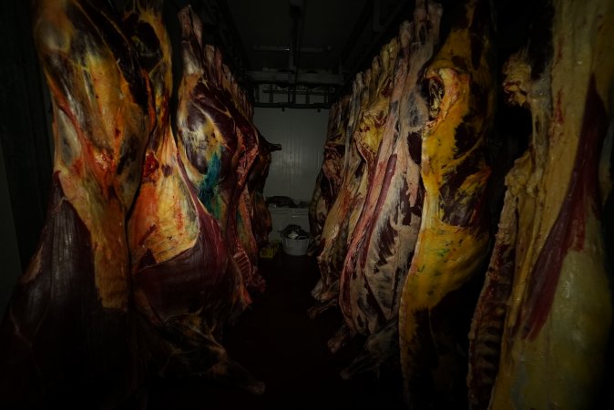 Hanging carcasses in chiller