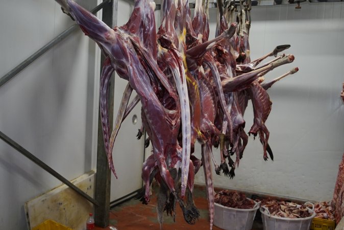 Hanging carcasses in chiller