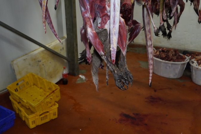 Hanging carcasses in chiller