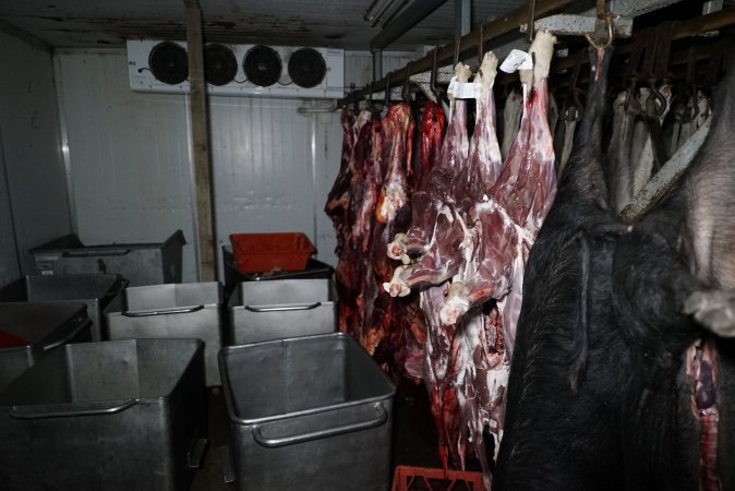 Hanging carcasses in chiller