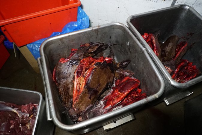 Severed horse heads in chiller