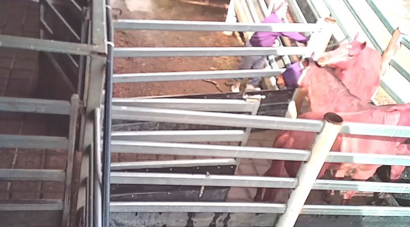 Horses being unloaded at Kanool