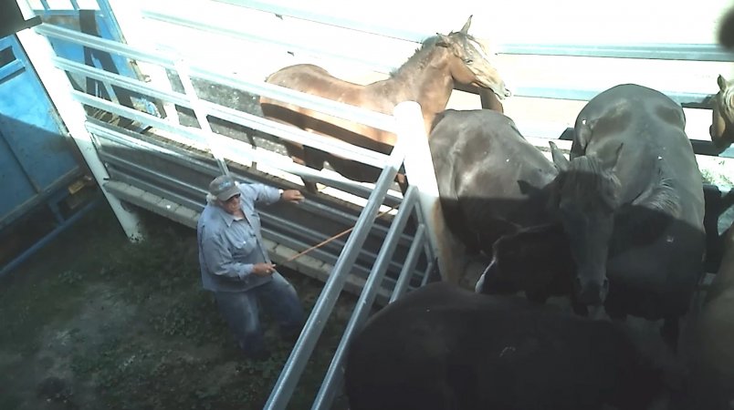 Horse unloaded