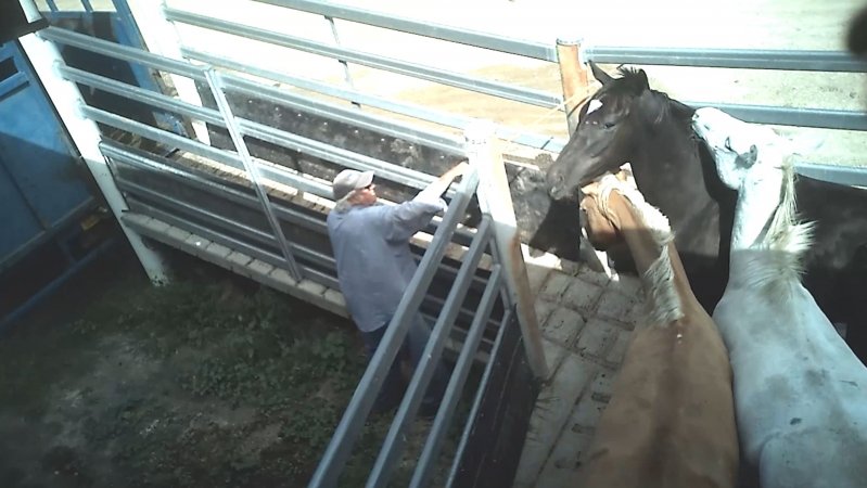 Horses being unloaded