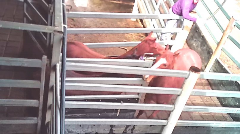 Horses being hit with pipe