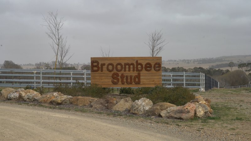 Sign - Broombee Stud