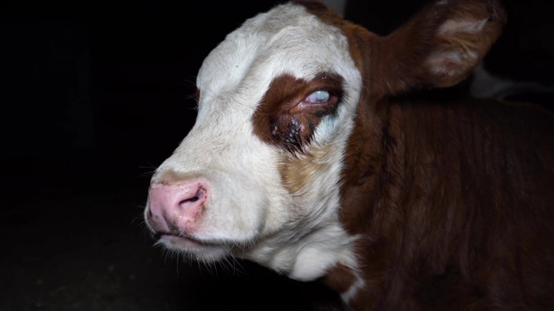 Blind calf