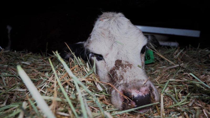 Dying calf