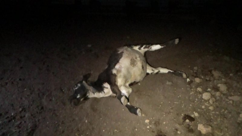 Bloated dead calf