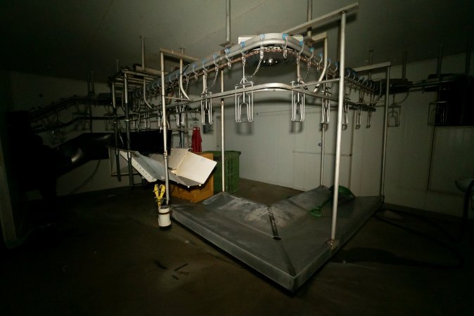 Kill room at turkey slaughterhouse