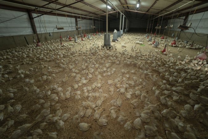 Wide view of young turkeys in shed