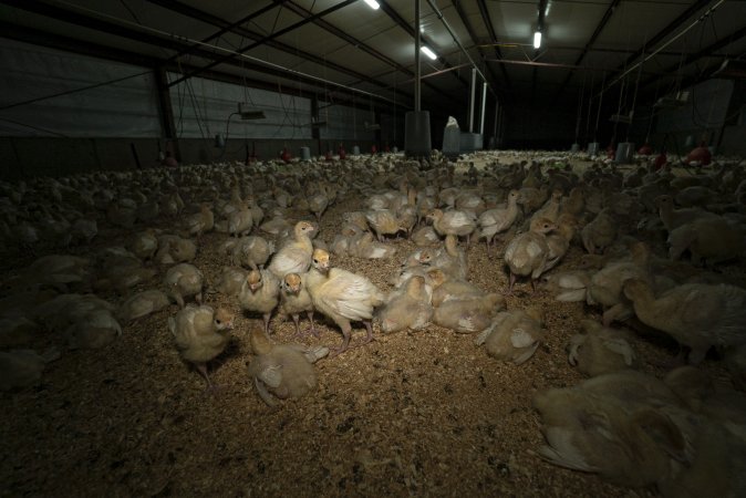 Young turkeys in shed