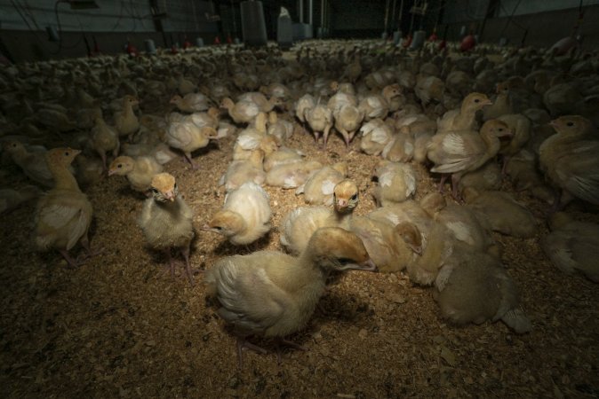 Young turkeys in shed