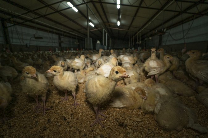 Young turkeys in shed