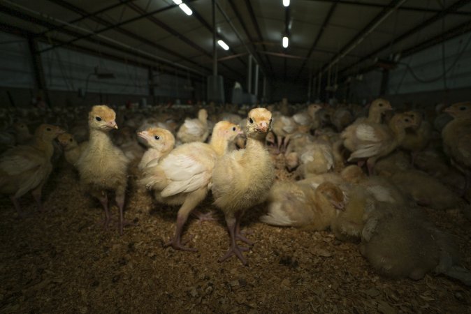 Young turkeys in shed