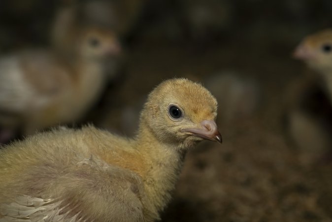 Young turkeys in shed