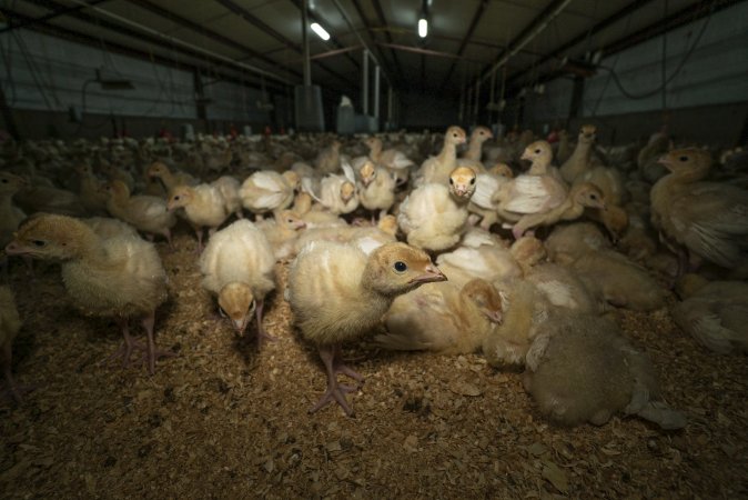 Young turkeys in shed