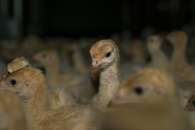 Young turkeys in shed