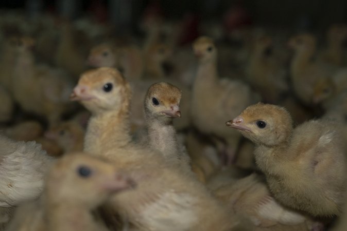 Young turkeys in shed