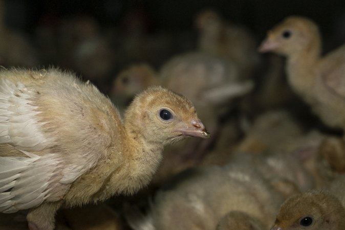 Young turkeys in shed