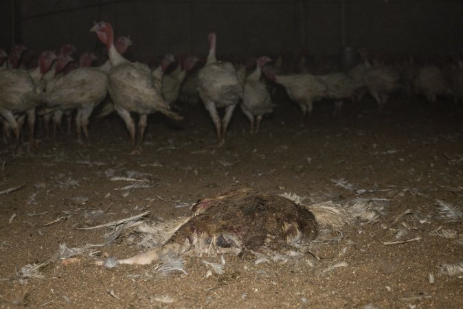 Dead turkey on floor of shed