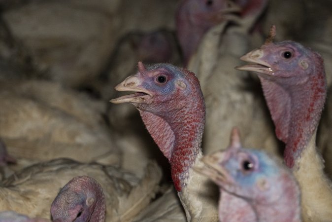 Turkeys in shed