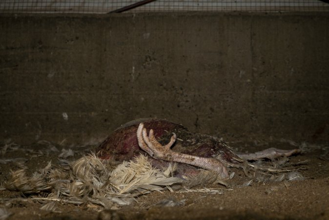Dead turkey on floor of shed