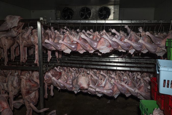 Dead turkeys in chiller room of slaughterhouse