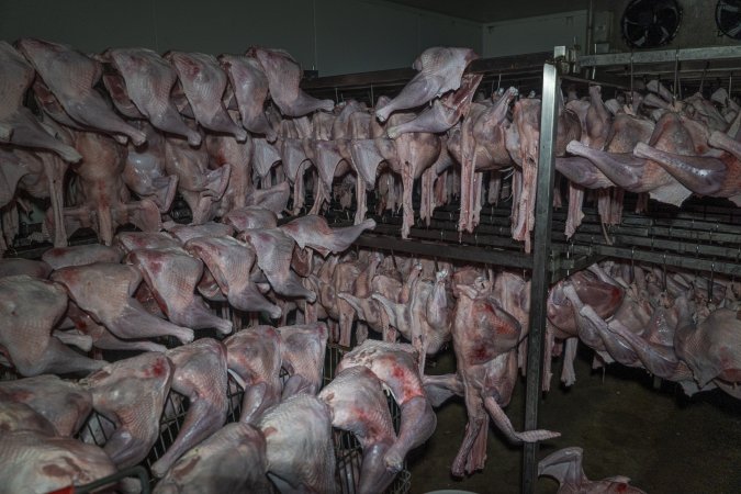 Dead turkeys in chiller room of slaughterhouse