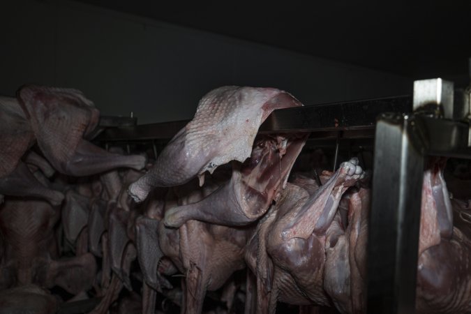 Dead turkeys in chiller room of slaughterhouse