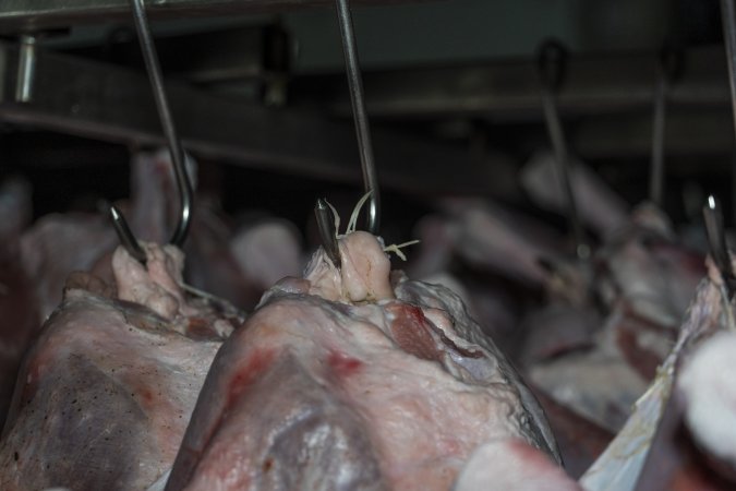 Dead turkeys in chiller room of slaughterhouse