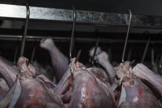Dead turkeys in chiller room of slaughterhouse
