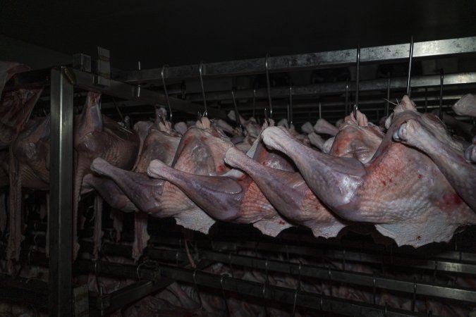 Dead turkeys in chiller room of slaughterhouse