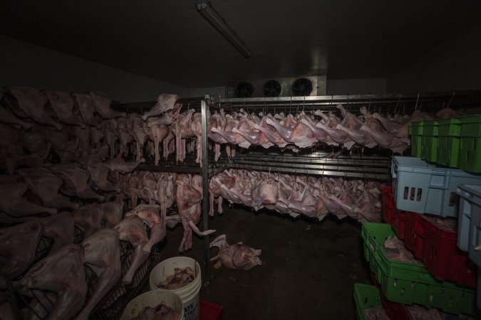 Dead turkeys in chiller room of slaughterhouse