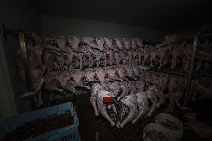 Dead turkeys in chiller room of slaughterhouse