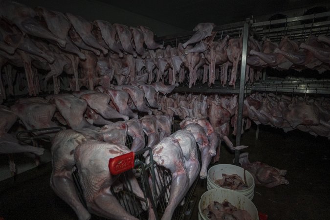 Dead turkeys in chiller room of slaughterhouse