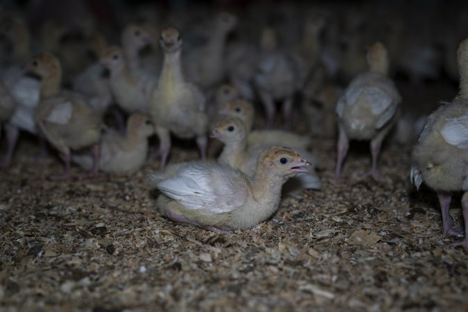 Two week old turkey poults