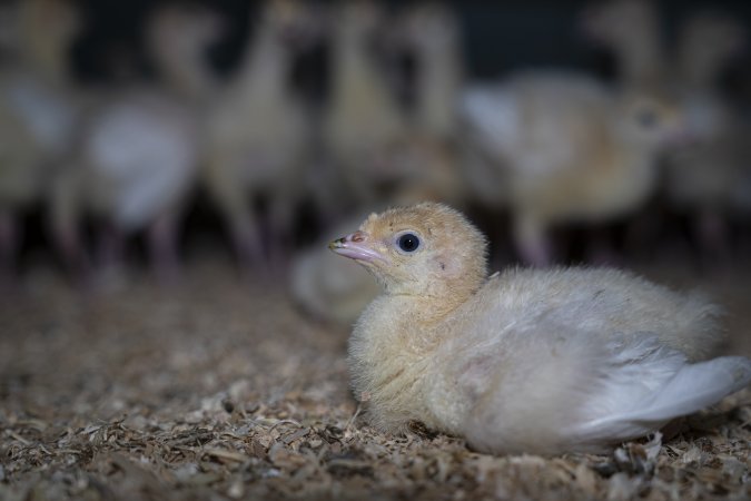 Two week old turkey poult