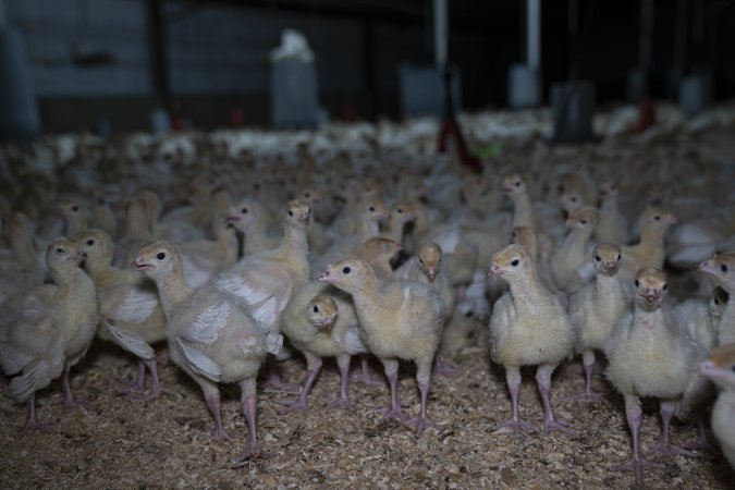 Curious turkey poults